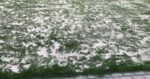Golf green topdressing